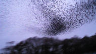 Murmuration