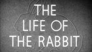 The Life of the Rabbit thumbnail