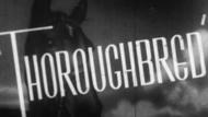 Thoroughbred thumbnail